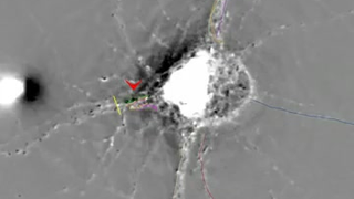 This Is the Closest Look We've Ever Gotten at a Neuron's Moving Parts